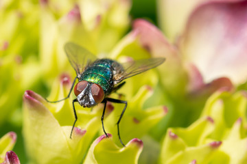 Naklejka premium Fly on a flower, macro close-up