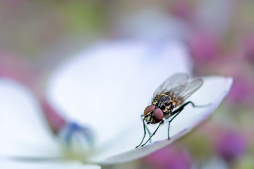 Fly on a flower, macro close-up