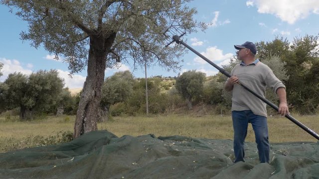 Olives Harvest.Farmer picking olives on tree with electric comb