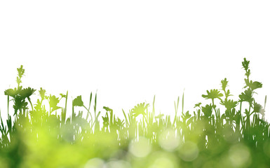 Green silhouette of grass and wild flowers border