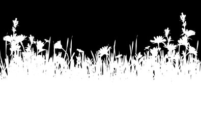 White silhouette of grass and wild flowers border