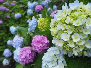 色とりどり紫陽花