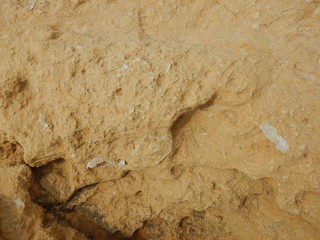 Fossilized white clam embedded in brown stone.