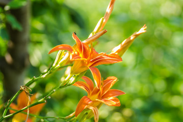orange lilies in the garden