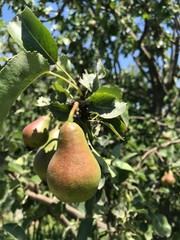 pear on tree