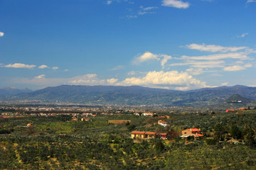 Obraz premium Olive groves in the fields of Tuscany, Italy