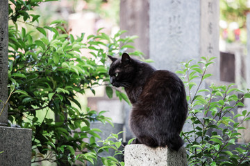 The close up image of black cat sitting on the shaved stone in buddhism graveyard in Aichi, Japan.