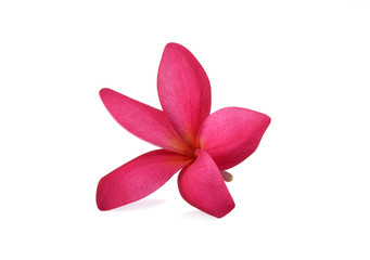 Frangipani, Pumeria, Frangipanni, isolated on white background