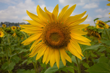 Sunflowers field on cloudy blue sky. Nature
