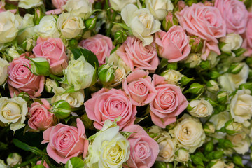 Background from a variety of cream and pink roses. Wedding