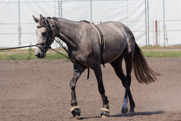 Horse race at the racetrack during training. Sport