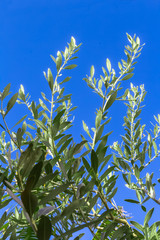 Branches d’olivier