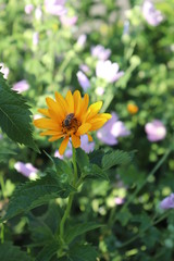 Bee on a yellow flower