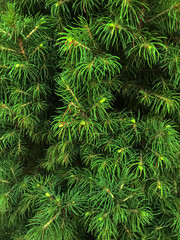 Background green plants