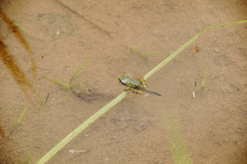 Japanese tree frog - Hyla japonica. It is called “Nihon amagaeru” in Japan. Metamorphosis.