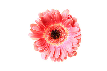 pink gerbera isolated on white background