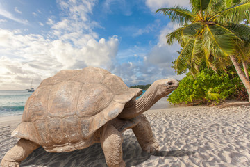 turtle on the beach, anse Lazio, Praslin, Seychelles  - obrazy, fototapety, plakaty