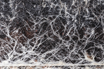Closeup view of grass roots in soil as background