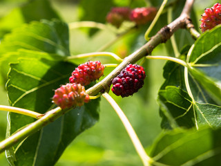 Young fruits of white mulberry (Morus alba) attached to the branches.