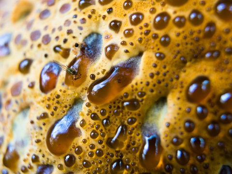 Close-up on tree bracket fungus surface with red condensate droplets possible to trigger trypophobia