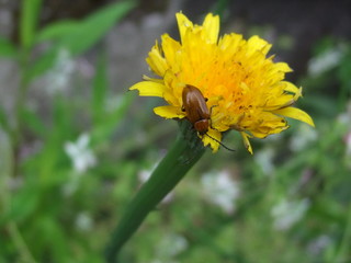 bee on yellow flower