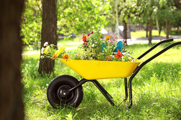 Wheelbarrow with gardening tools and flowers on grass outside