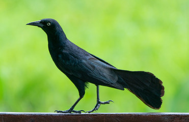Carib grackle or Greater Antillean blackbird on green