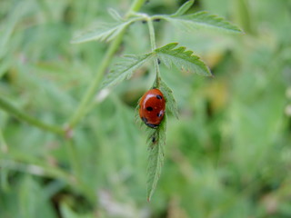 ladybug on leaf