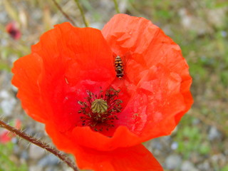 poppy in field