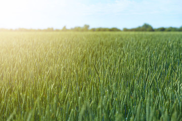 Wheat field on sunny day. Amazing nature in  summer
