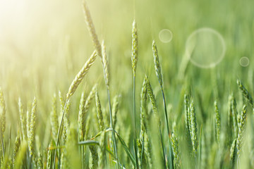 Wheat field on sunny day. Amazing nature in  summer