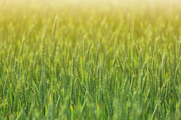 Wheat field on sunny day. Amazing nature in  summer