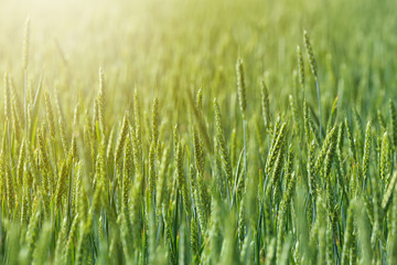 Wheat field on sunny day. Amazing nature in  summer