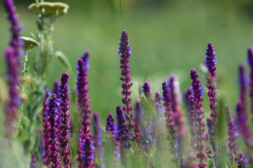 Beautiful wild flowers outdoors on sunny day. Amazing nature in summer