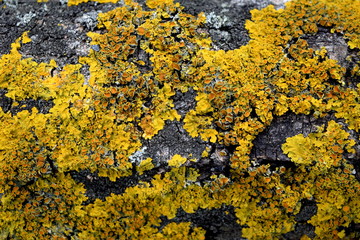 yellow lichen (Lichenes) on a tree