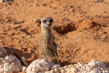 Fototapeta premium Standing Meerkat