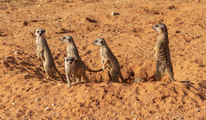 Fototapeta premium Meerkats on the lookout