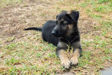 Cute german shepherd puppy sitting on the grass