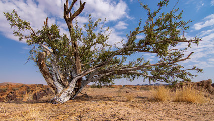 Wild Bonzai