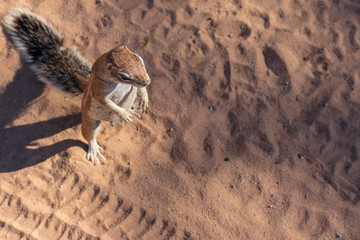 Ground squirrel on its hind legs