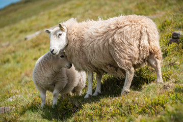 Sheep in the Brecon Beacons 