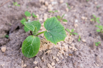 Cucumber bush in the garden. copy space