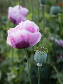 Opium poppy flower and seed head (Papaver somniferum) 