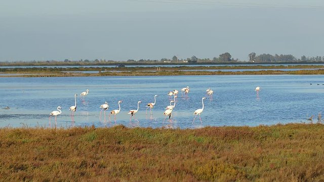 Flamingos in Delta de l'Ebre, Spain