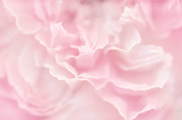 Unfocused blur rose petals in pastel tone for background