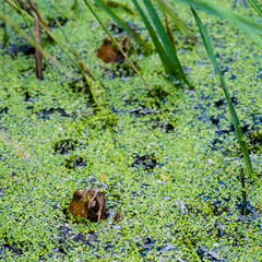European common frogs (Rana temporaria) in a pond covered with duckweed.