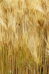 Gerste auf einem Feld