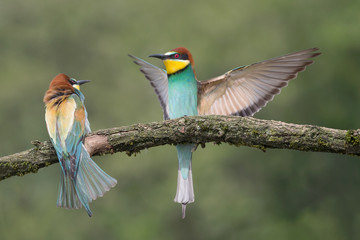 Portrait of European bee eater (Merops apiaster)
