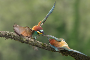 The attack, combat between European bee eaters (Merops apiaster)