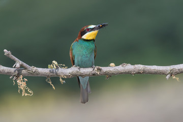 The European bee eater kills a wasp (Merops apiaster)